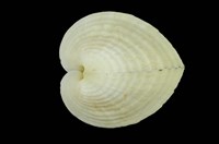 藏品(雞心蛤)的圖片